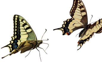 Funds of Hedge Funds in Metamorphosis